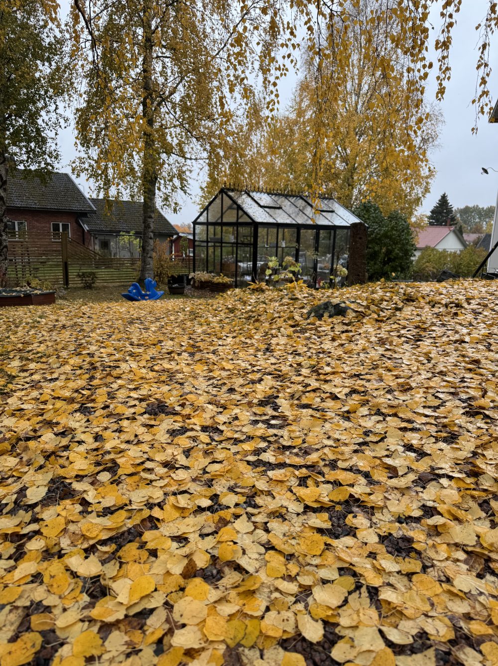 Achilles – hälsenan